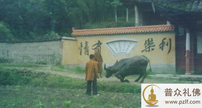 图为牛见到僧人后下跪的实照（此照片约摄于1989年）